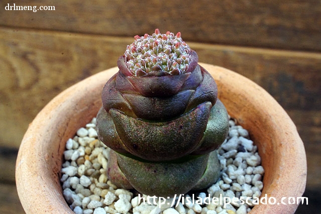 丽人 Crassula columnaris