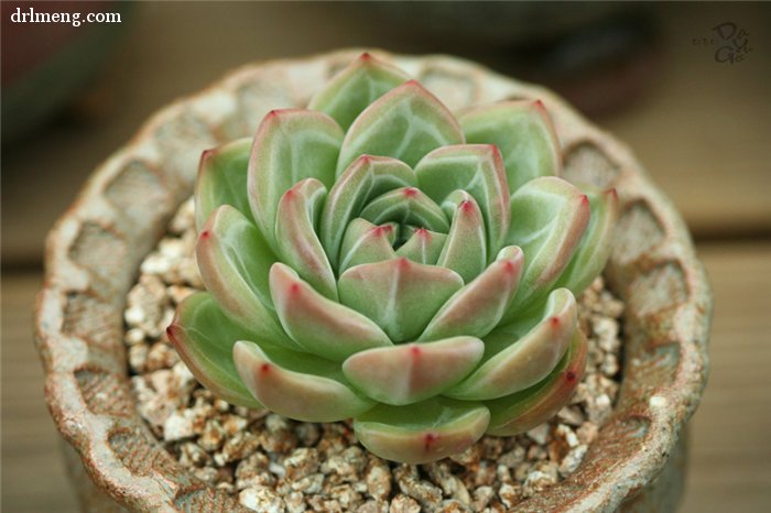 绿香槟 Echeveria Green Champagne