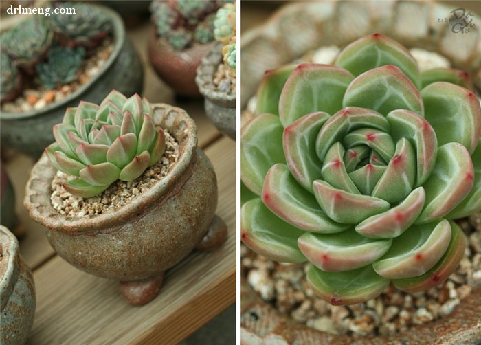 绿香槟 Echeveria Green Champagne