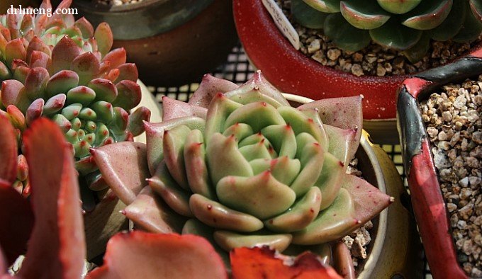 绿香槟 Echeveria Green Champagne