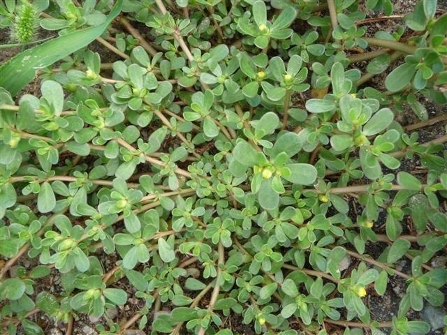 马齿苋野菜