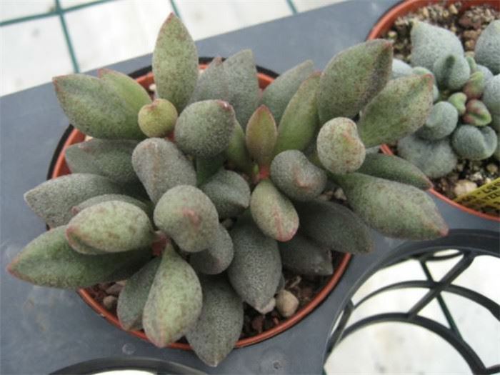 玛丽安 Adromischus marianae