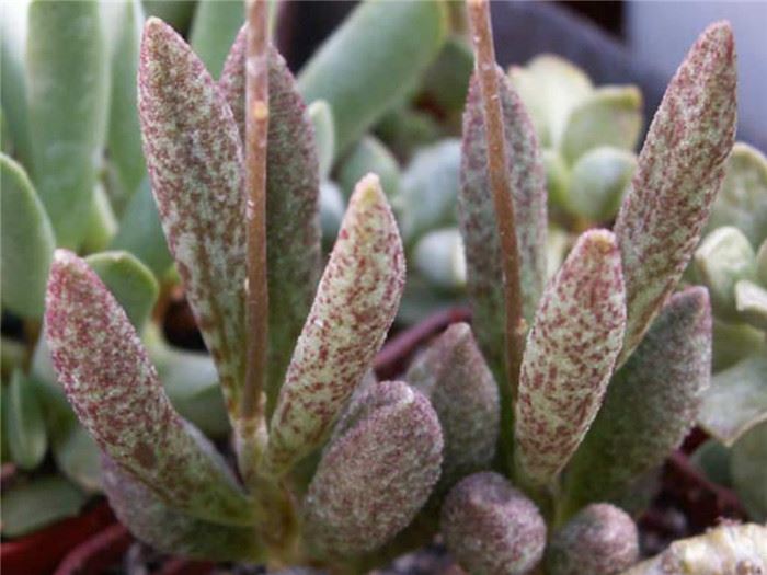 玛丽安 Adromischus marianae