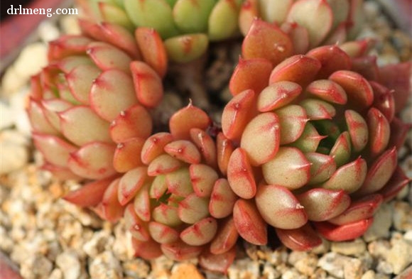 粉色系多肉植物美尼月迫 Echeveria Minima hyb