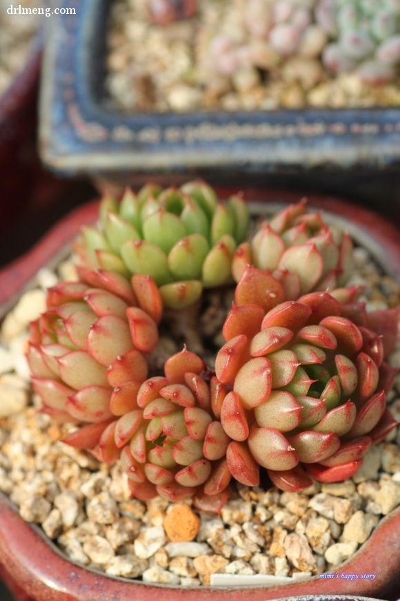 美尼月迫 Echeveria Minima hyb