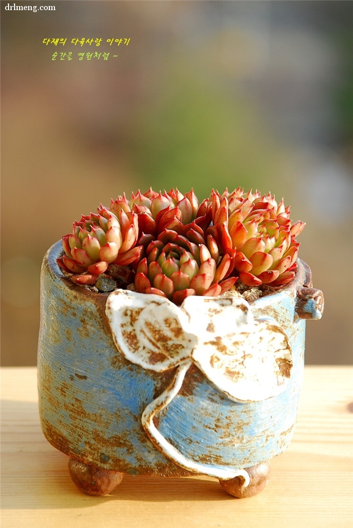 美尼月迫 Echeveria Minima hyb