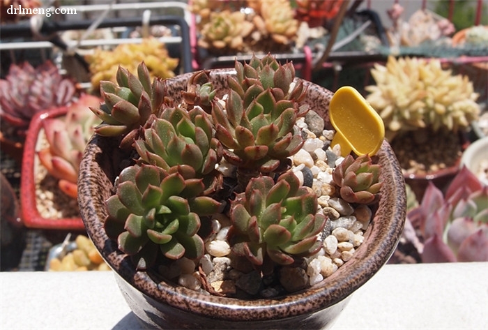 美尼月迫 Echeveria Minima hyb