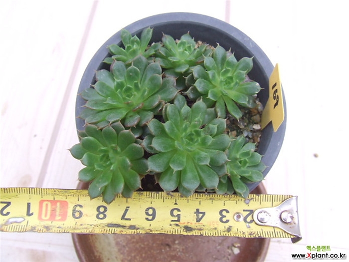 美尼月迫 Echeveria Minima hyb