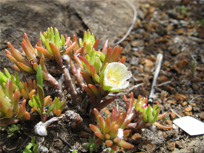 Portulaca sclerocarpa