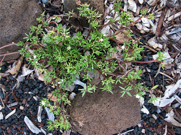 Portulaca sclerocarpa