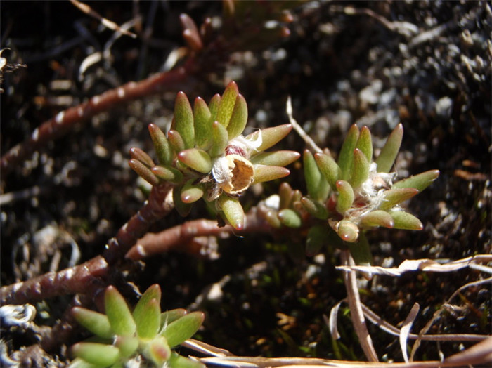 Portulaca sclerocarpa