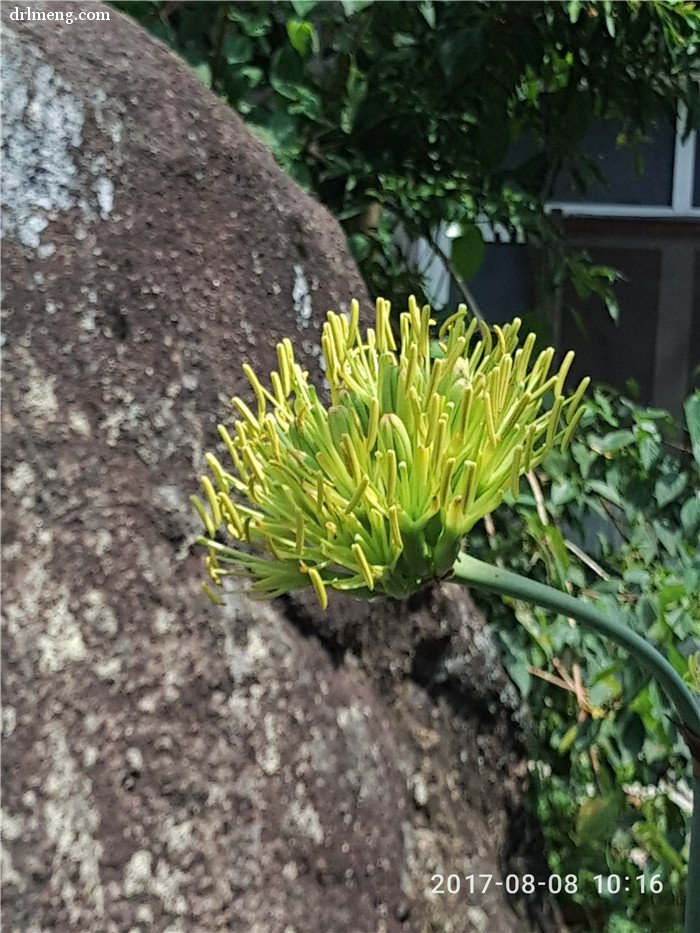 森林性多肉植物馆里的多肉