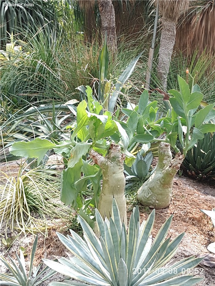 多肉植物馆里地栽的多肉