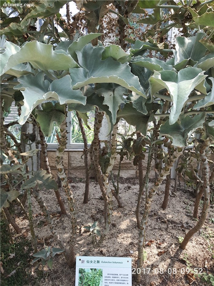 多肉植物馆里地栽的多肉