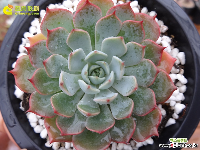 蓝色马扎林/深蓝 Echeveria Mazarine