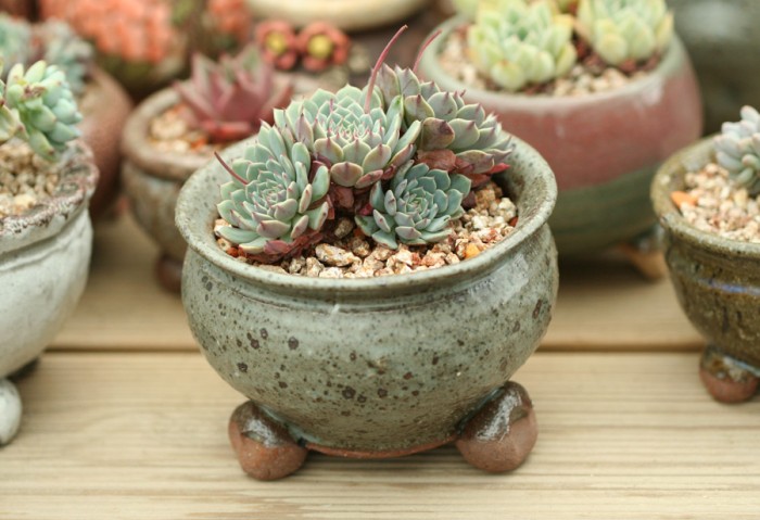 纸风车 Echeveria Pinwheel