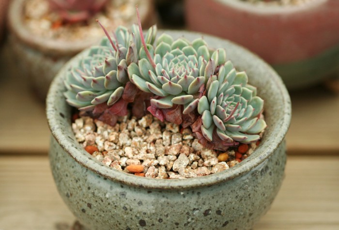 纸风车 Echeveria Pinwheel