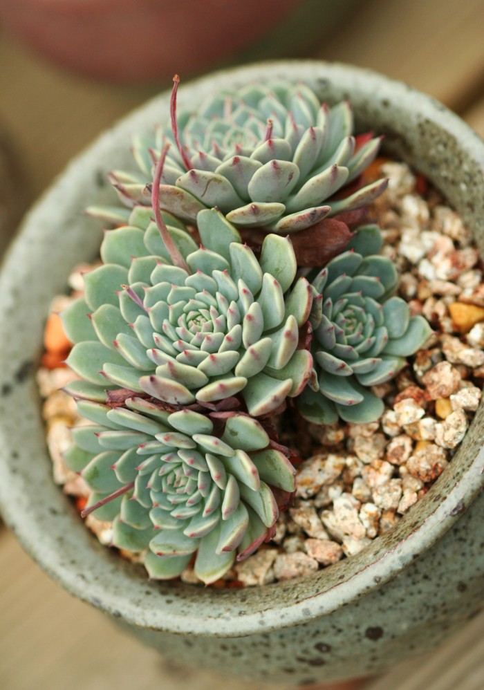 纸风车 Echeveria Pinwheel