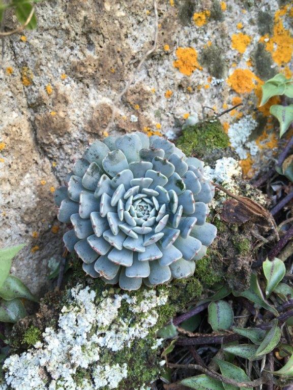 纸风车 Echeveria Pinwheel