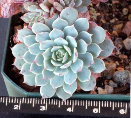 纸风车 Echeveria Pinwheel