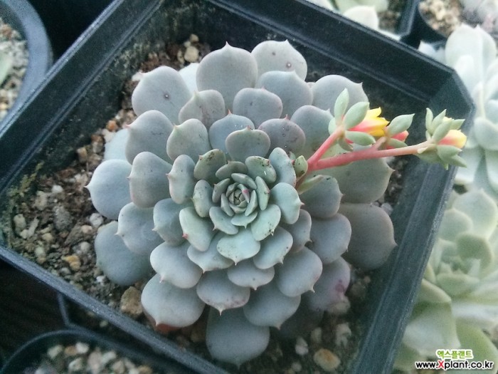 纸风车 Echeveria Pinwheel