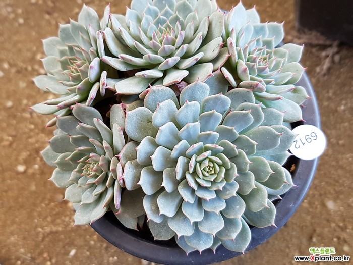 纸风车 Echeveria Pinwheel