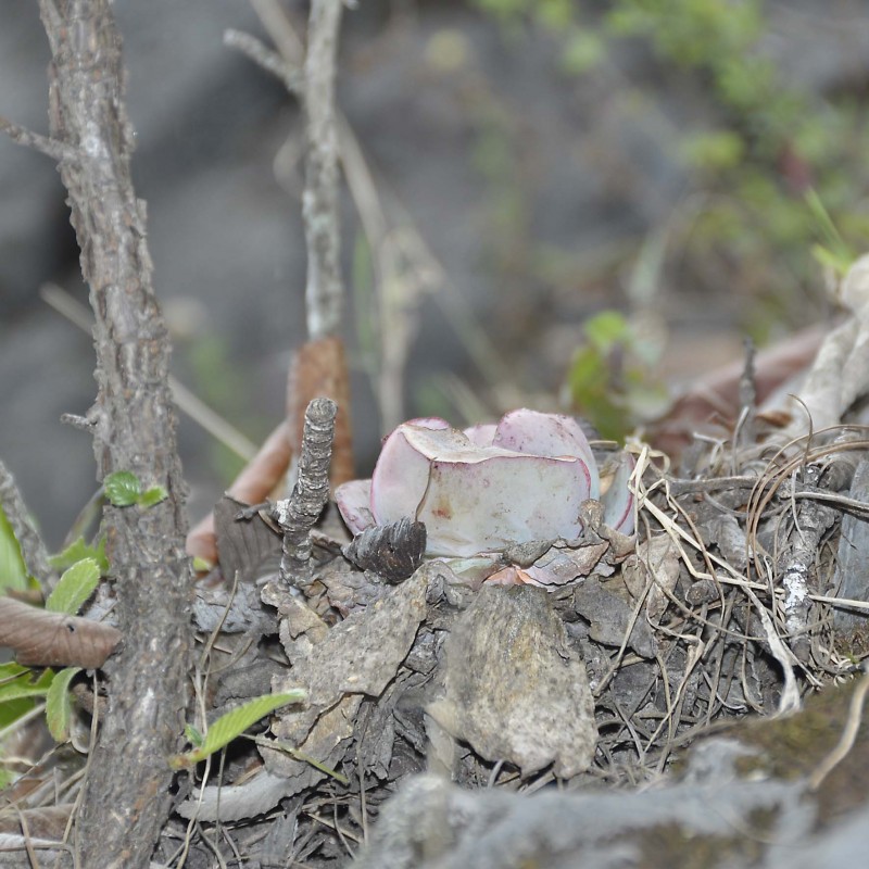 钢叶莲 Echeveria subrigida