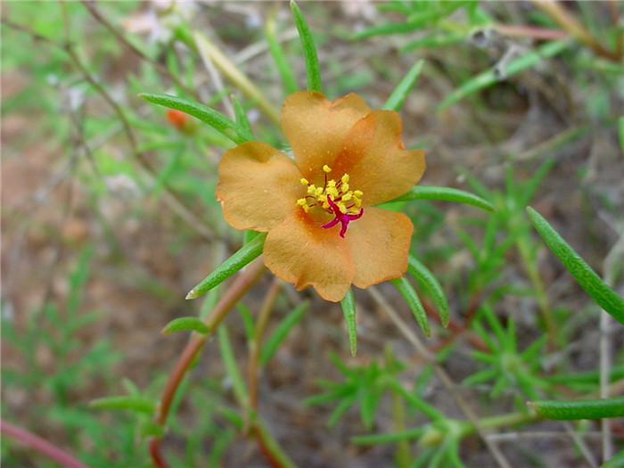 Portulaca suffrutescens1