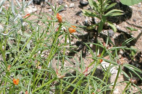 Portulaca suffrutescens