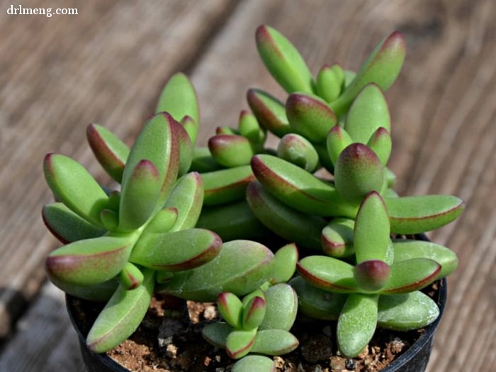 小天狗 Crassula nudicaulis var herrei