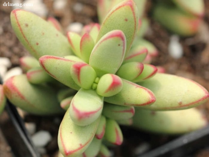 小天狗 Crassula nudicaulis var herrei