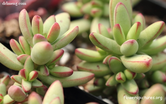 小天狗 Crassula nudicaulis var herrei