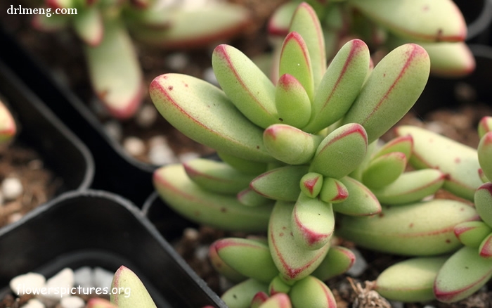 小天狗 Crassula nudicaulis var herrei