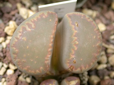Lithops villetii ssp. villetii C194