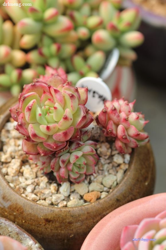 美尼王妃晃 Echeveria minima cv. Miniouhikou