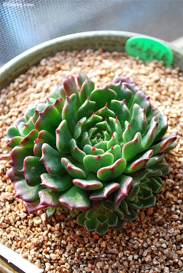 美尼王妃晃 Echeveria minima cv. Miniouhikou