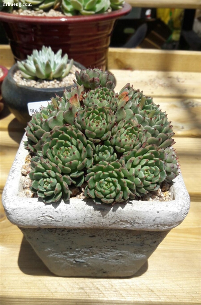 美尼王妃晃 Echeveria minima cv. Miniouhikou