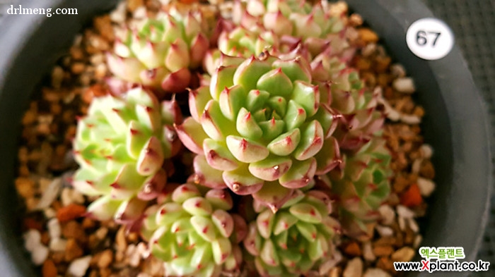 美尼王妃晃 Echeveria minima cv. Miniouhikou