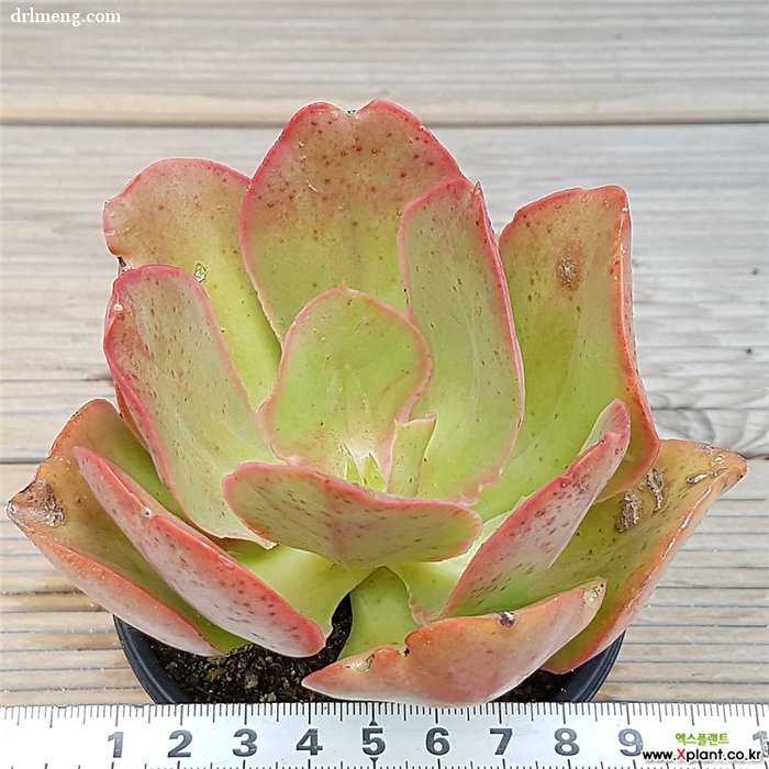 好多吻 Echeveria sp Kissing