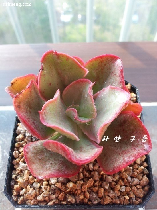 好多吻 Echeveria sp Kissing