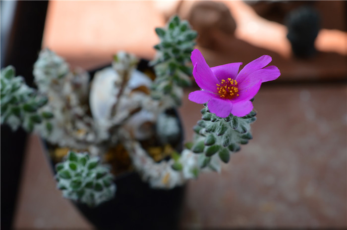 Portulaca werdermannii3