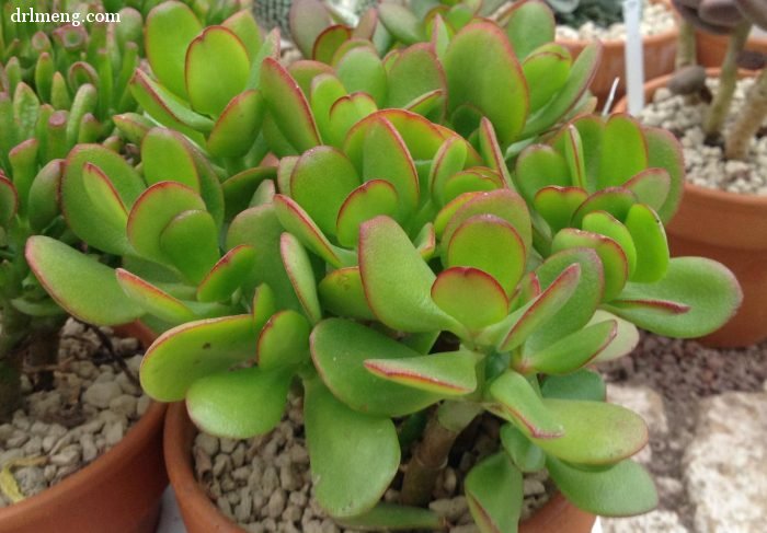 黄金花月 Crassula ovata 'Hummel's Sunset'