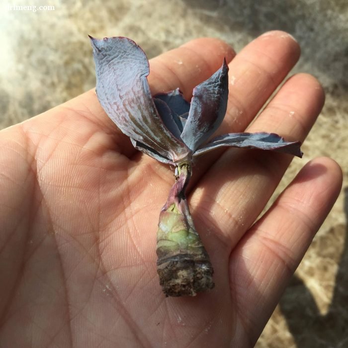 杭州夏天阳台度夏的多肉植物