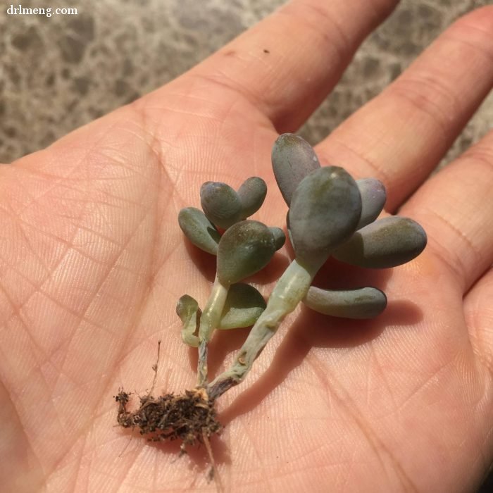 杭州夏天阳台度夏的多肉植物