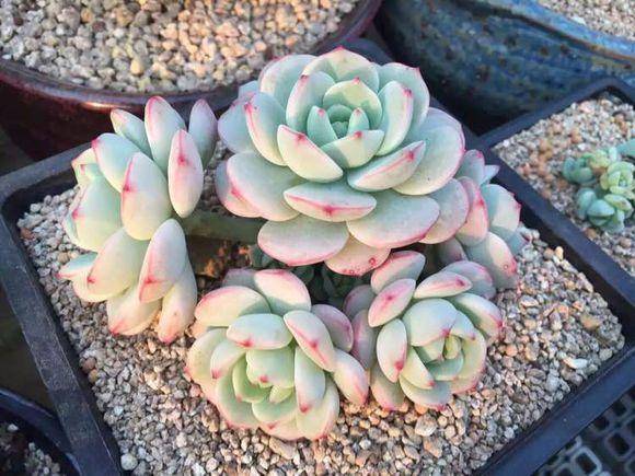 香草比斯 x Sedeveria ‘Pudgye’