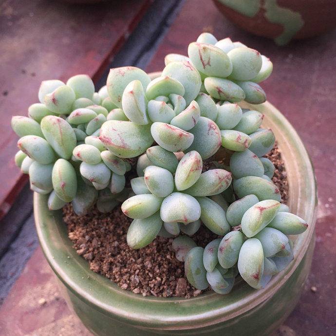 香草比斯 x Sedeveria ‘Pudgye’