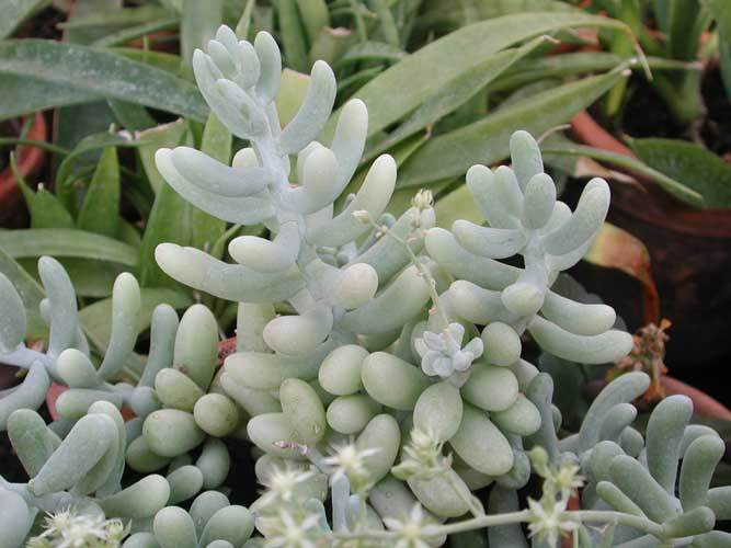 白厚叶弁庆 Sedum allantoides