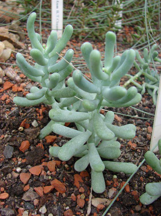 白厚叶弁庆 Sedum allantoides