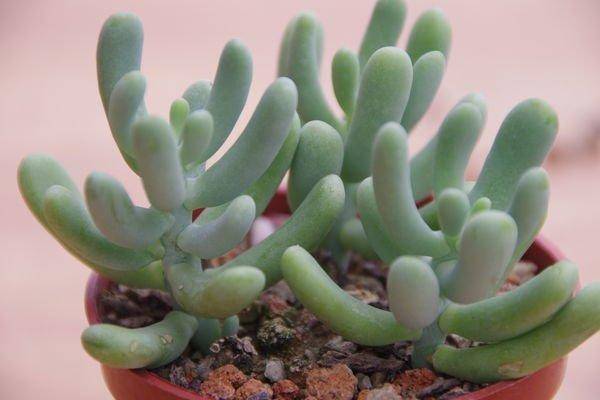 白厚叶弁庆 Sedum allantoides