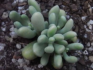 白厚叶弁庆 Sedum allantoides